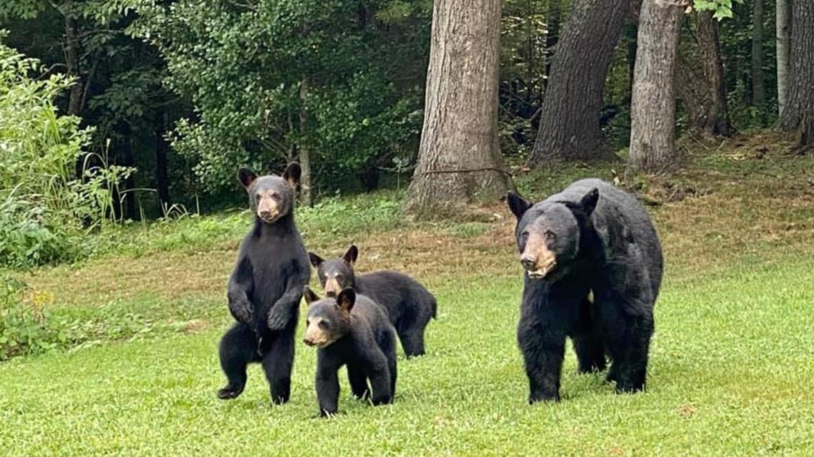 Bear Mountain Hollow-Free Dollywood Ticket- Cozy Cabin With A Hot Tub, Arcade & Deck Close To Town Pigeon Forge Zewnętrze zdjęcie